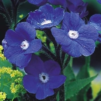 Blue (Blue scientific name) for planting in garden